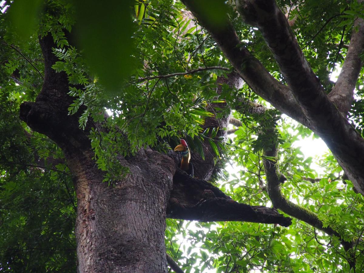 Renny's Tangkoko Safety Stop Bitung Eksteriør billede